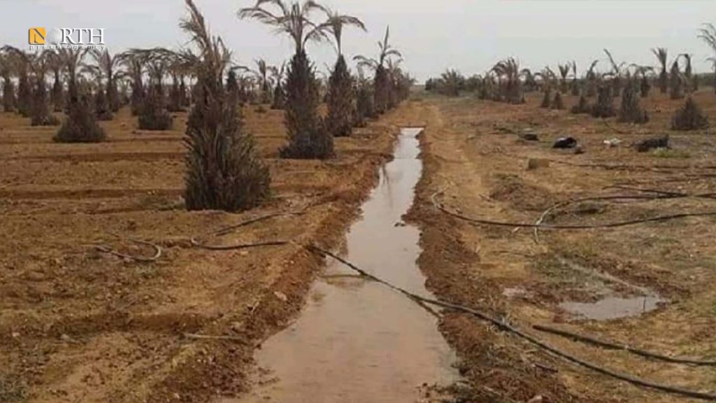 مزرعة نخيل في محيط مدينة تدمر وسط البادية السورية بريف حمص الشرقي – نورث برس