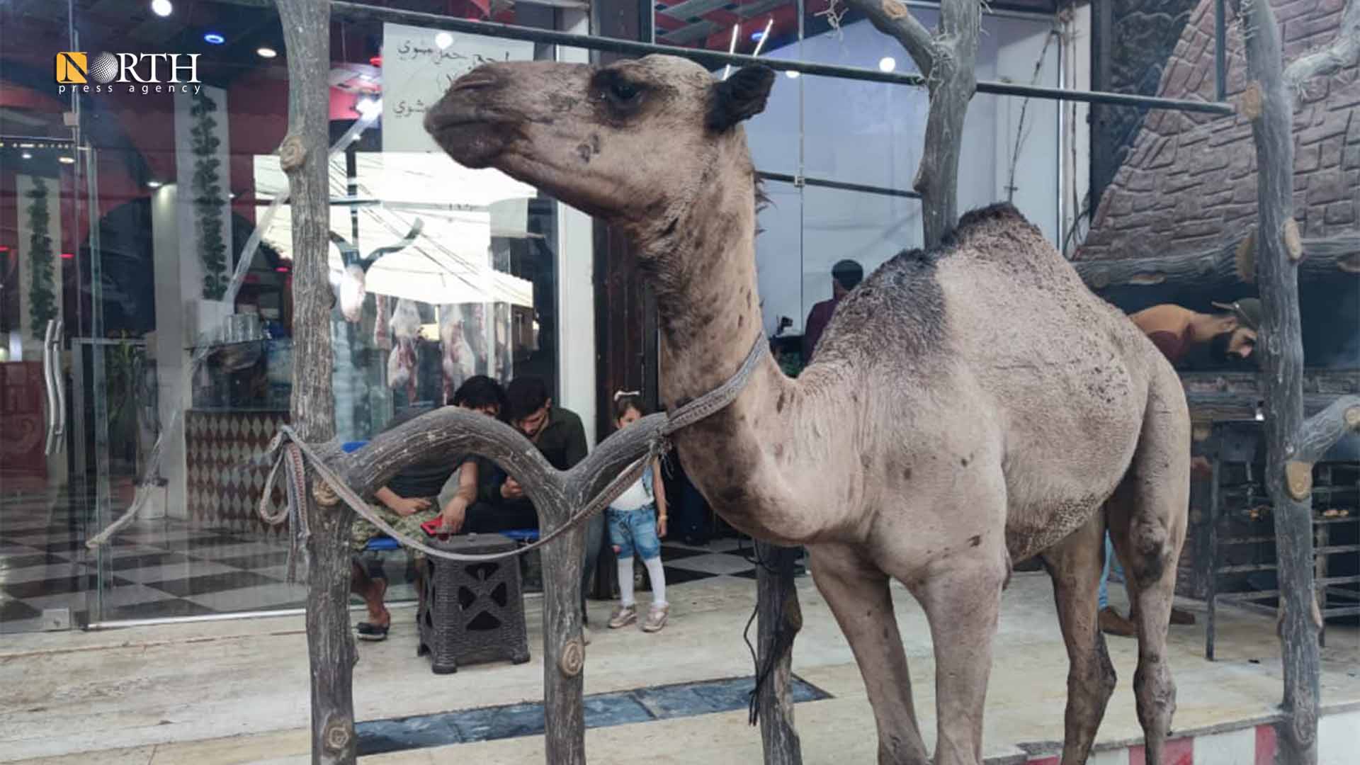 محل لبيع لحوم الإبل في مدينة الدانا بريف إدلب الشمالي- نورث برس