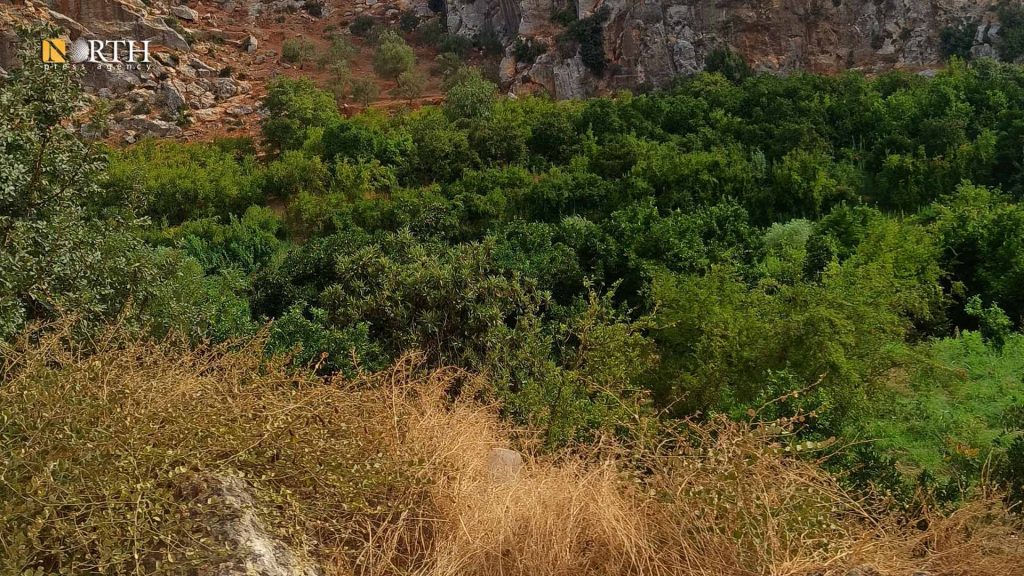 أحد بساتين الرمان في إدلب ـ نورث برس