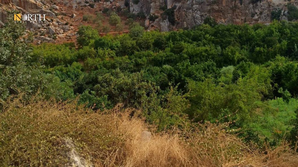 أشجار حراجية بمنطقة جبل التركمان شمال اللاذقية - نورث برس