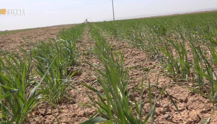 أراض مزروعة بالشعير بريف كوباني- نورث برس