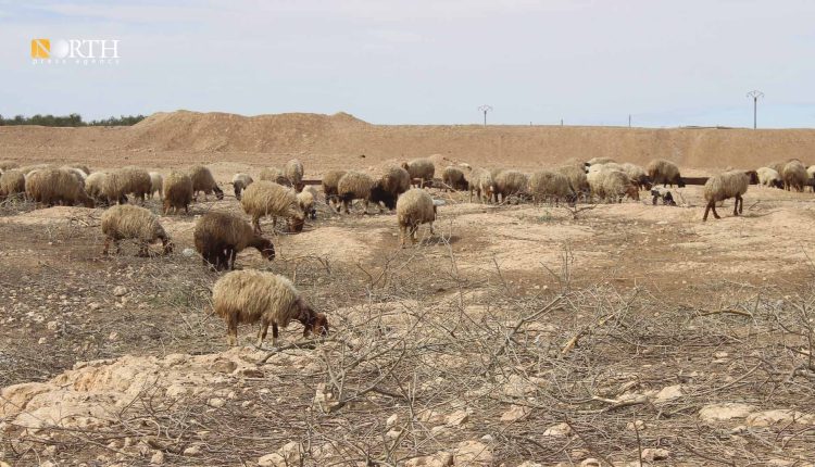 رغم رفع الرّسوم الجمركية أسعار الأعلاف في الطّبقة لم تنخفض - نورث برس