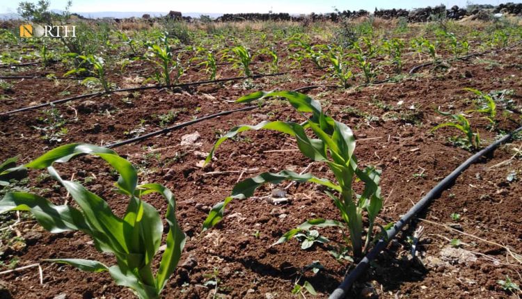 أراض زراعية مزروعة بمحصول الذرة في قرية المزرعة في ريف السويداء الغربي ـ نورث برس