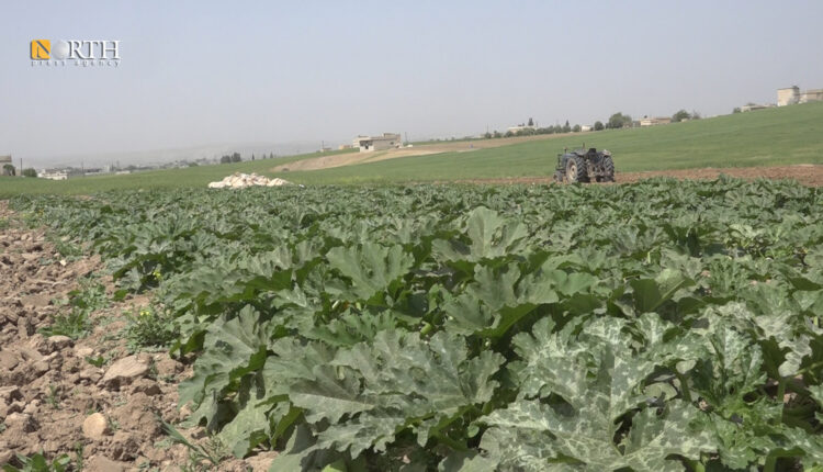 أراض مزروعة بالخضراوات الصيفية في ريف كوباني الغربي- نورث برس