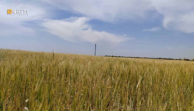 أراض مزروعة بالقمح في تل جبين بريف حلب الشمالي- نورث برس
