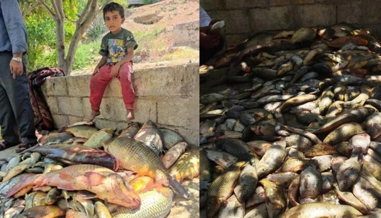 نفوق أسماك في نهر العاصي بسهل الغاب غربي حماة- متداول