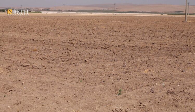 أراض زراعية في ريف كوباني الشرقي قريبة من الحدود السورية التركية- نورث برس