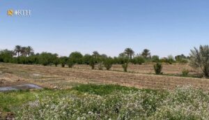 أراضٍ زراعية بريف دير الزور - نورث برس