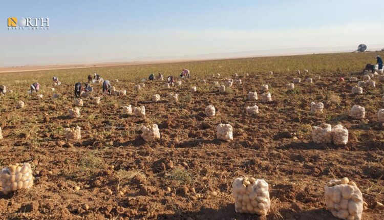 زراعة البطاطا في مدينة عامودا بريف القامشلي – نورث برس