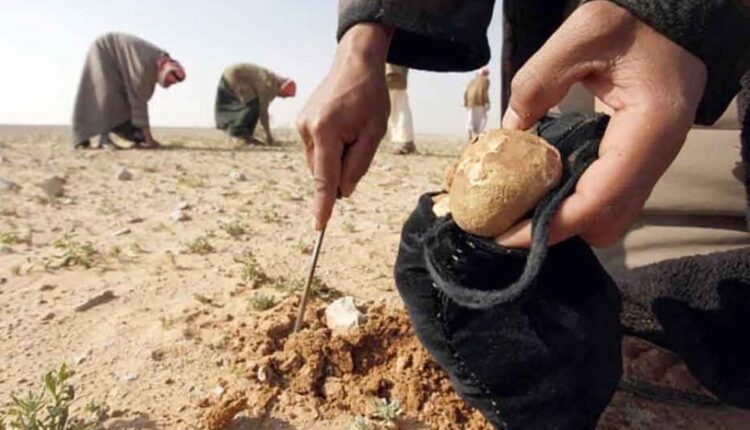جامعو الكمأة في البادية السورية