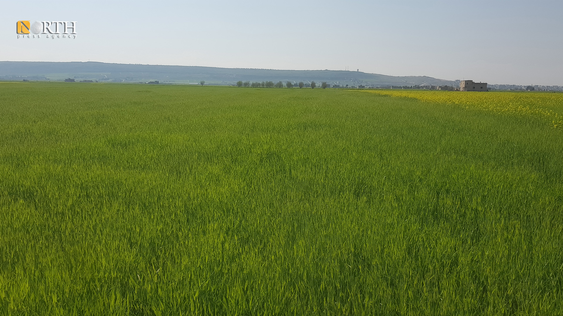 أرض زراعية في كوباني ـ نورث برس