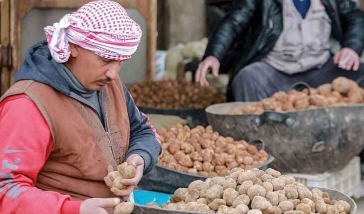الكمأة في الأسواق