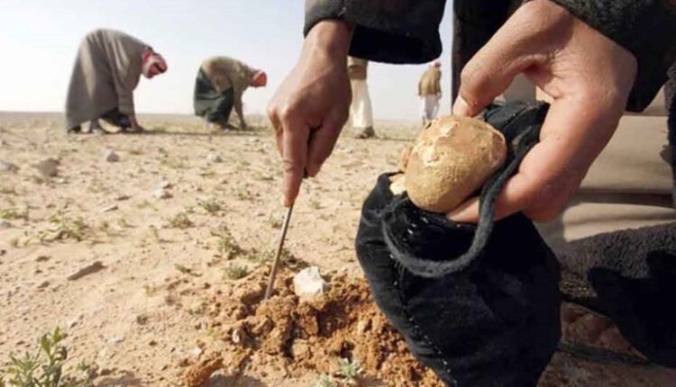 عملية جمع الكمأة