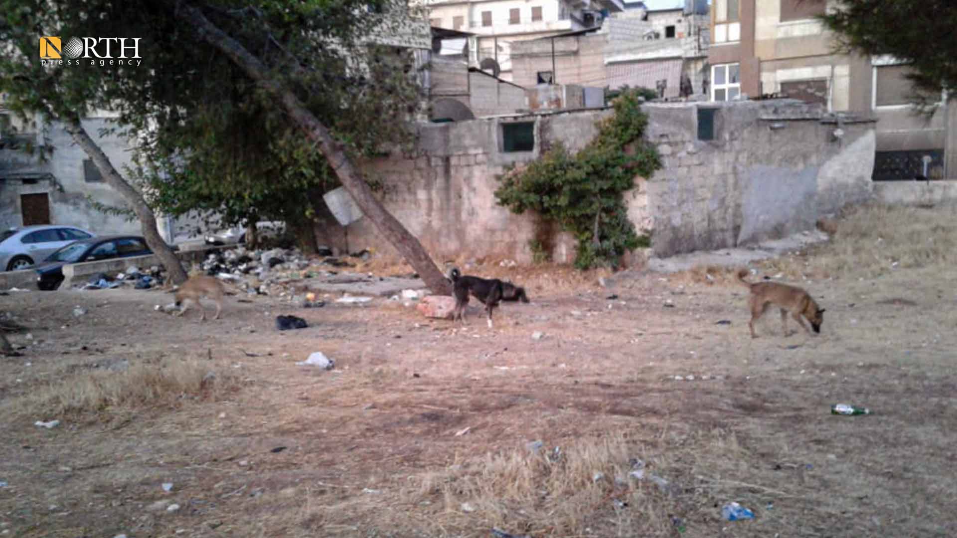 كلاب شاردة - نورث برس/ أرشيفية