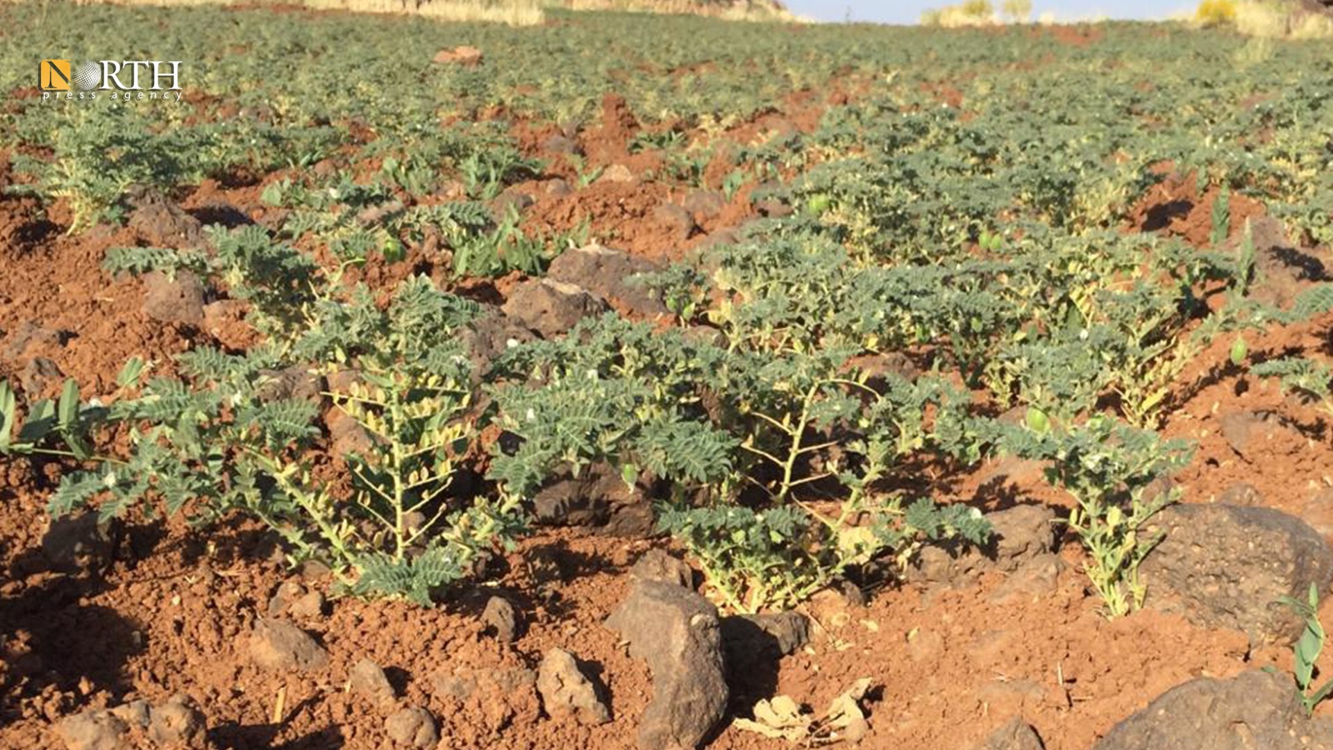 أرض مزروعة بالحمص الصيفي في السويداء ـ نورث برس
