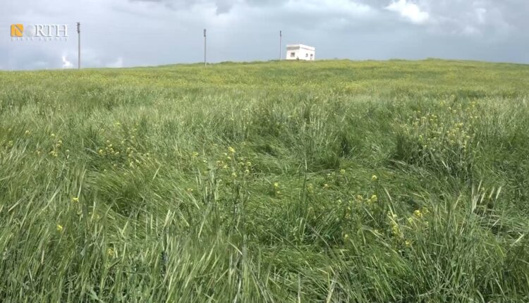 أضرار في المحاصيل الزراعية في ريف كوباني الغربي – نورث برس