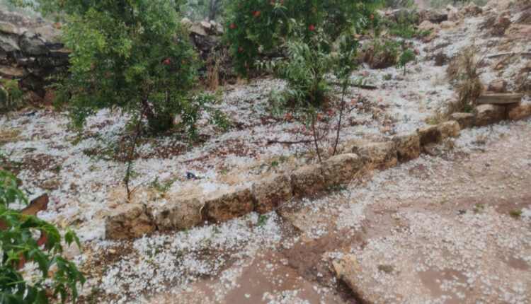 أشجار المحلب بجبل الزاوية جنوبي إدلب - متداول