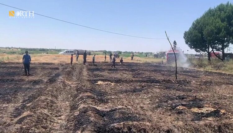 احتراق محصول قمح في هجين - نورث برس