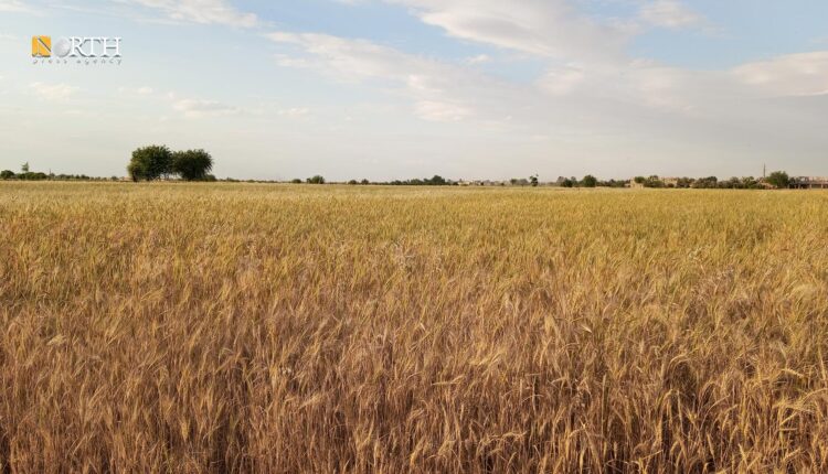 الحصاد بواسطة آلة يدوية بريف دير الزور الشرقي – نورث برس
