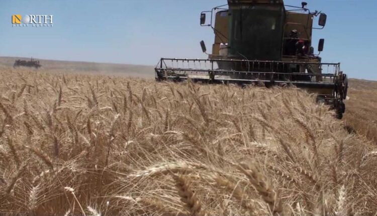 حصاد محصول القمح في قرية الطرفاوي بريف حلب الجنوبي- نورث برس/ أرشيفية