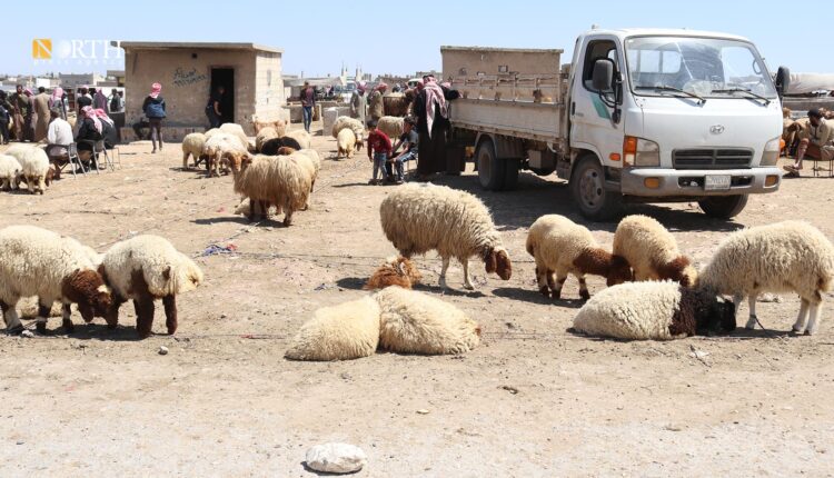 سوق بيع الأغنام (الماكف) في منبج – نورث برس