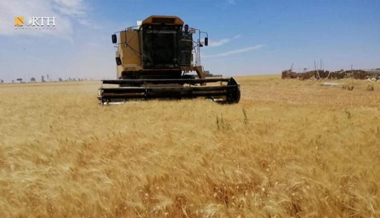 حصاد القمح بريف درعا الغربي – نورث برس