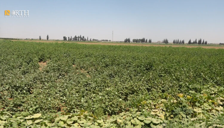 أرض مزروعة بمحصول قطن في الرقة – نورث برس