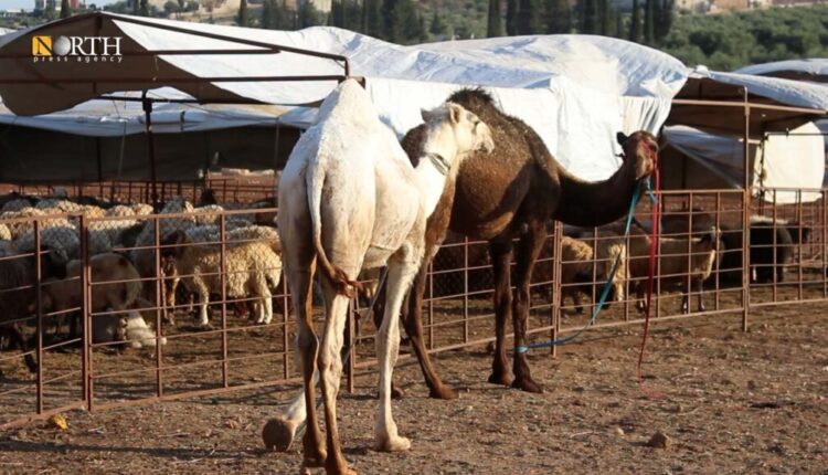 إبل في سوريا ـ نورث برس