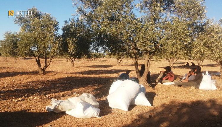 قطاف محصول الزيتون في درعا قبل موعده ـ نورث برس