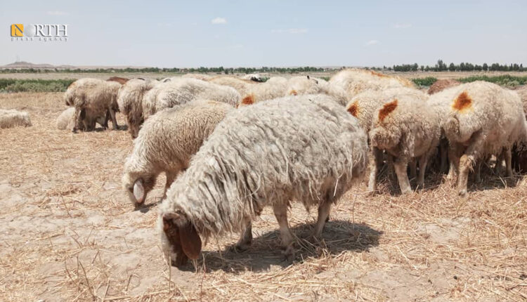 قطيع أغنام بدير الزور – نورث برس