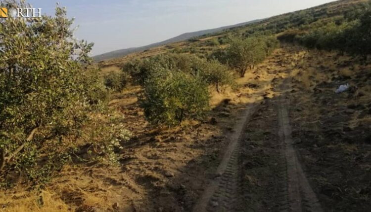 أرض زيتون بريف حمص - نورث برس/ أرشيفية