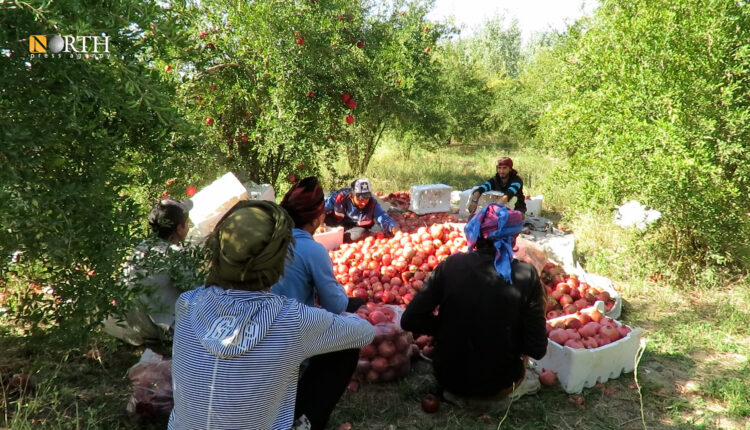 بستان رمان في قرية السوسة شرقي دير الزور – نورث برس