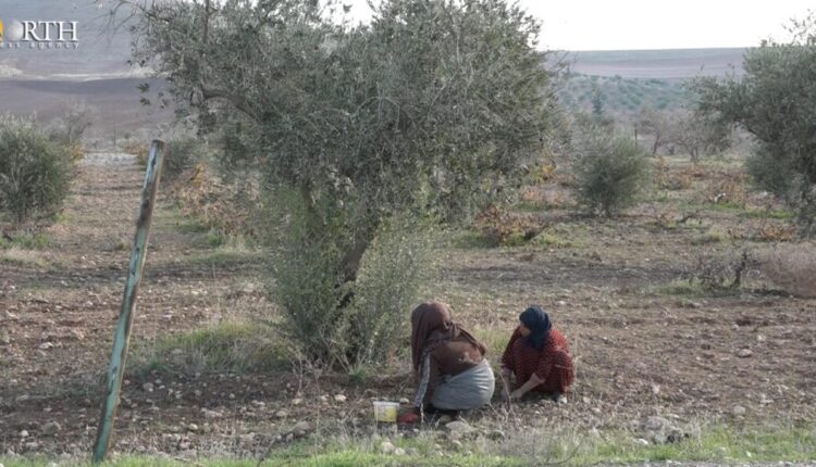 سكان قرى بريف كوباني يجمعون محصولهم من الأرض بعد تأجيل قطافه – نورث برس