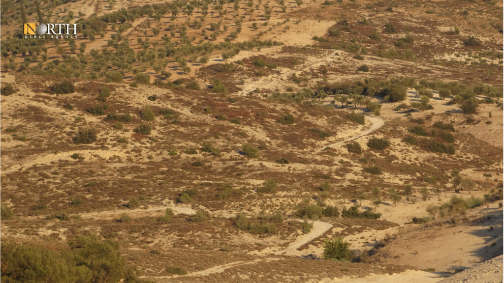 غابة في ريف عفرين تحولت إلى أرض قاحلة بسبب قطع الأشجار من قبل فصائل الجيش الوطني المعارض - نورث برس