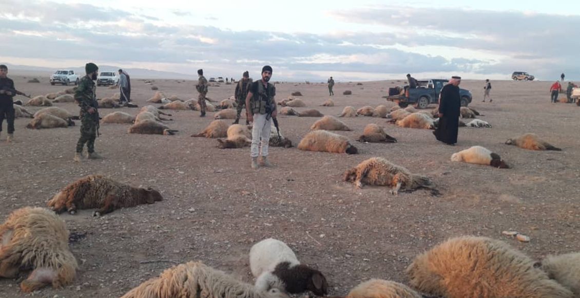 نفوق أغنام بهجوم مسلح على قطيع بريف حماة متداول