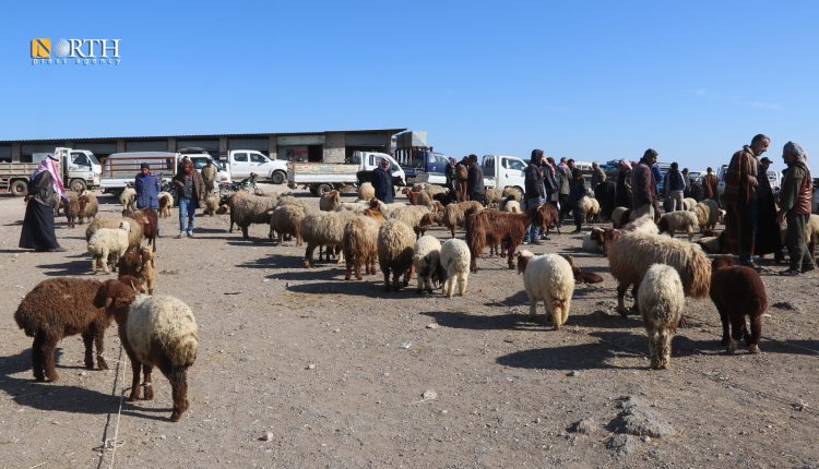 سوق لبيع الغنم القائم في درباسية - نورث برس