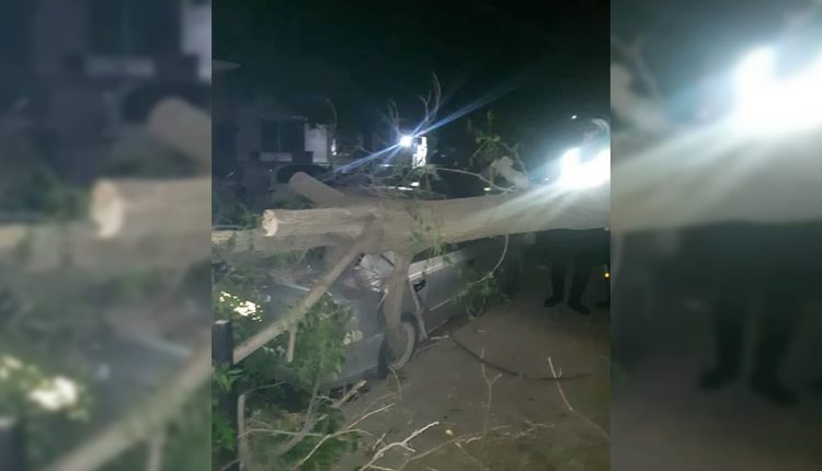 عاصفة هوائية تسبب سقوط أشجار في دمشق وفقدان شاب لحياته - متداول
