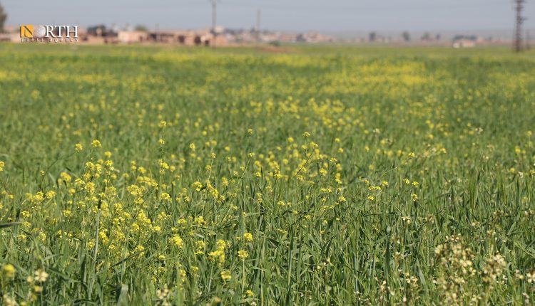 محاصيل زراعية بريف بلدة تل تمر شمال غرب الحسكة - نورث برس