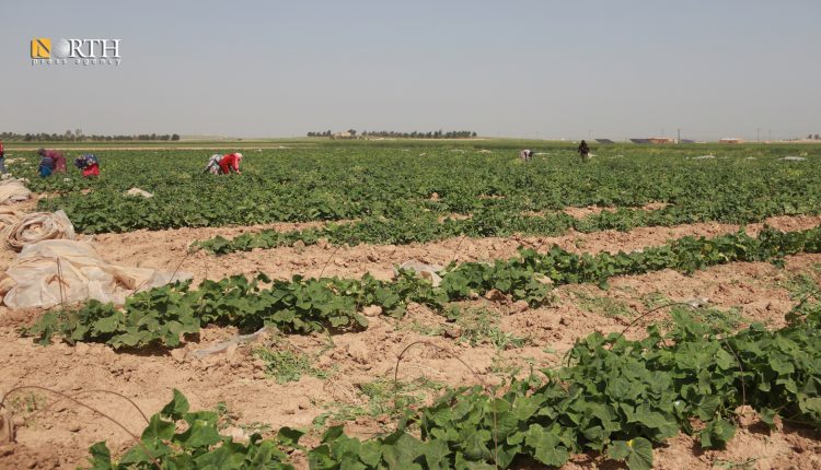 أرض مزروعة بخضراوات الأنفاق – نورث برس