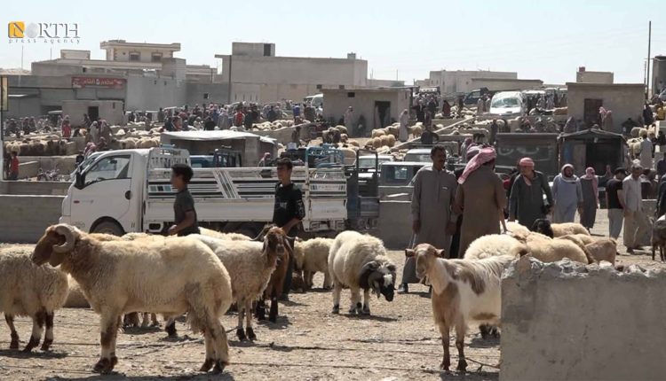 سوق المواشي في الجهة الجنوبية الشرقية لمدينة منبج- نورث برس