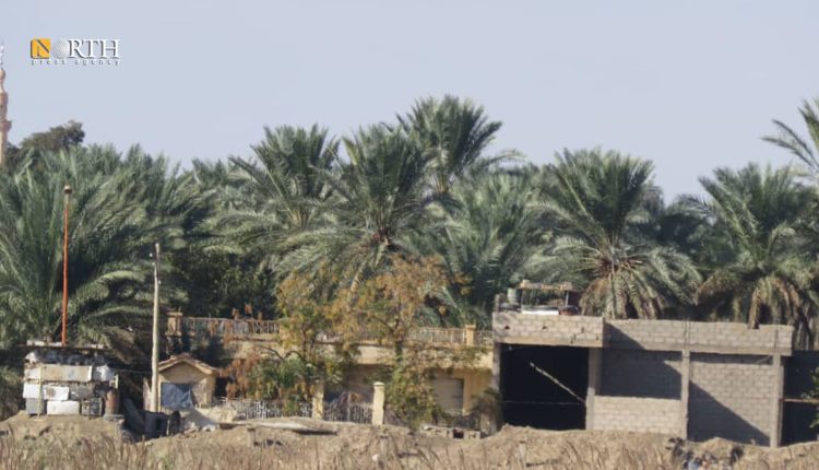 بساتين النخيل ببلدة الجلاء بريف البوكمال في دير الزور - نورث برس