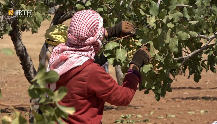 عامل يقطف الفستق الحلبي في كوباني شمالي سوريا - نورث برس