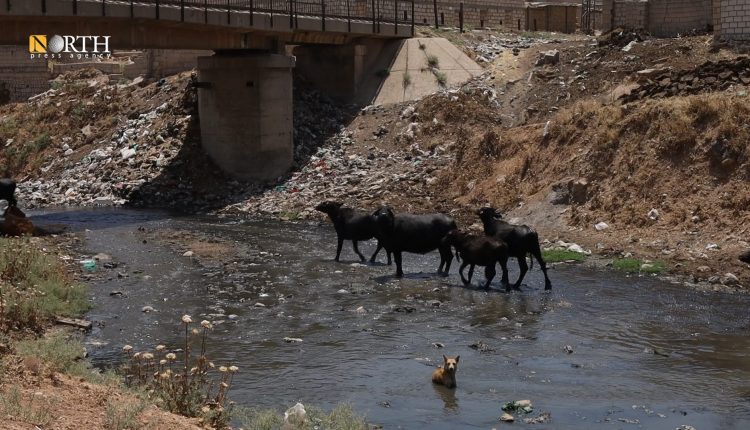 جواميس في نهر جقجق بمدينة القامشلي - نورث برس