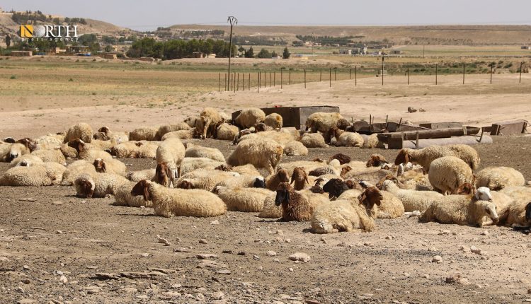ماشية ترعى على جفاف نهر الخابور – نورث برس
