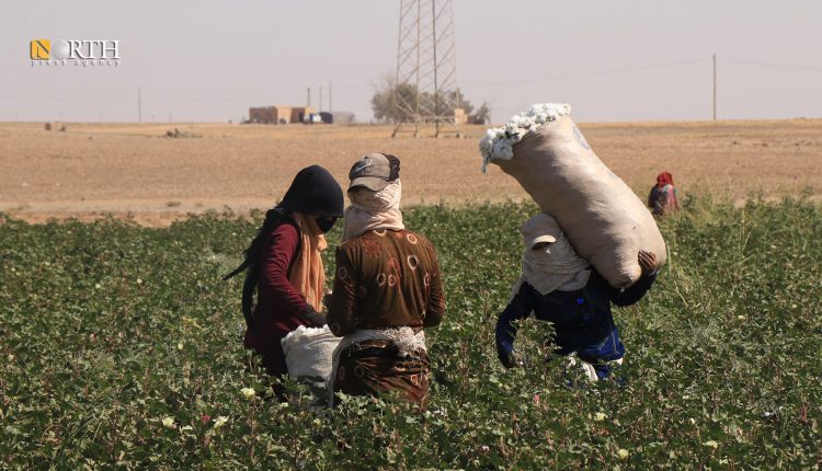 جني محصول القطن في إحدى الأراضي الزراعية في الحسكة ـ نورث برس