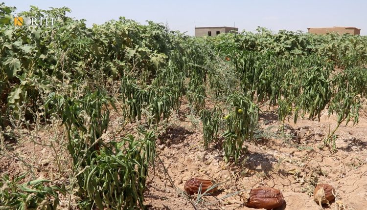 محاصيل زراعية تضررت نتيجة الارتفاع غير المسبوق للحرارة - نورث برس