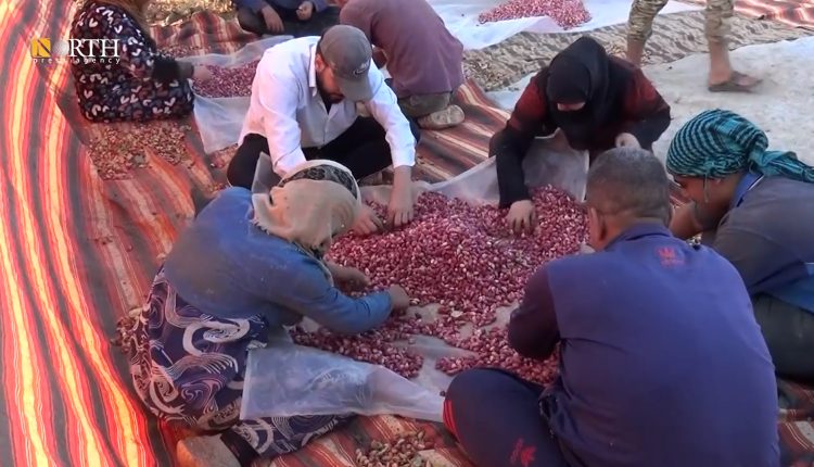 مزارعون للفستق الحلبي في بلدة مورك بريف حماة – نورث برس