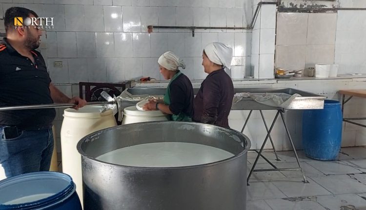 معمل للأجبان والألبان في اللاذقية – نورث برس