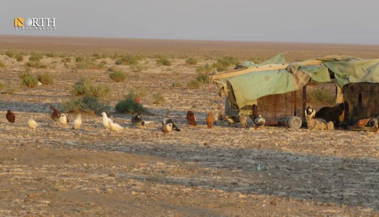 صيد طيور في البادية السورية – نورث برس