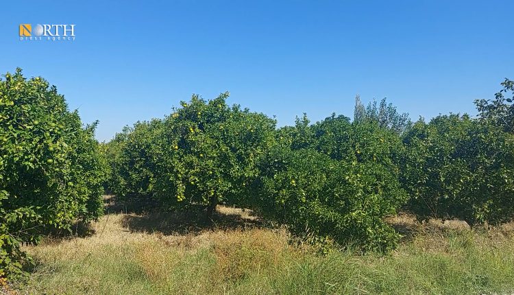أرض زراعية للحمضيات بريف اللاذقية - نورث برس